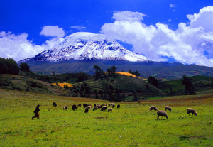 Cat #01-36-35Chimborazo volcano and sheep herd