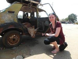 cow-in-a-taxi